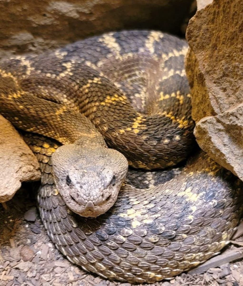 Rattlesnake Museum, Albuquerque