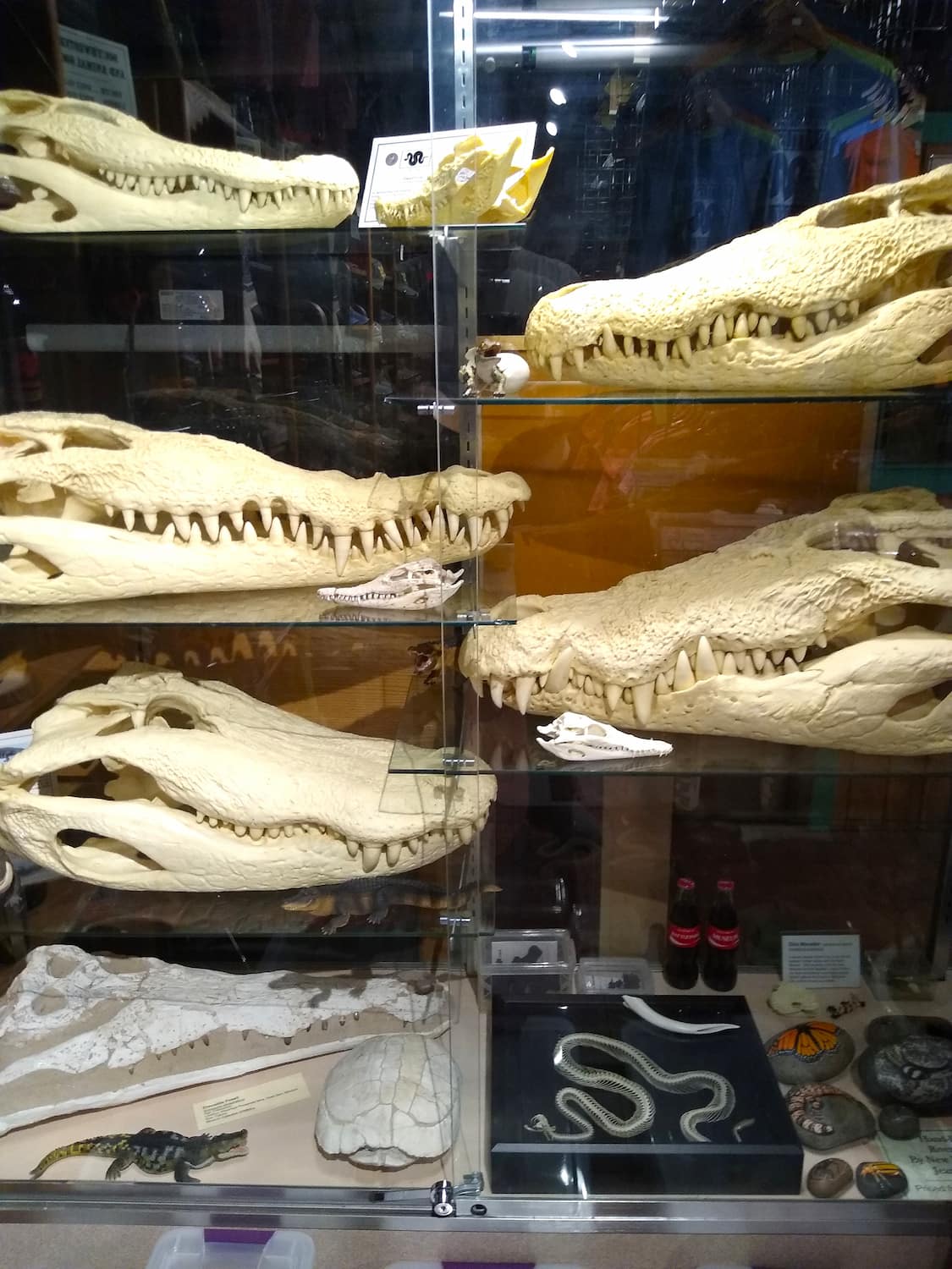 Rattlesnake Museum, Albuquerque