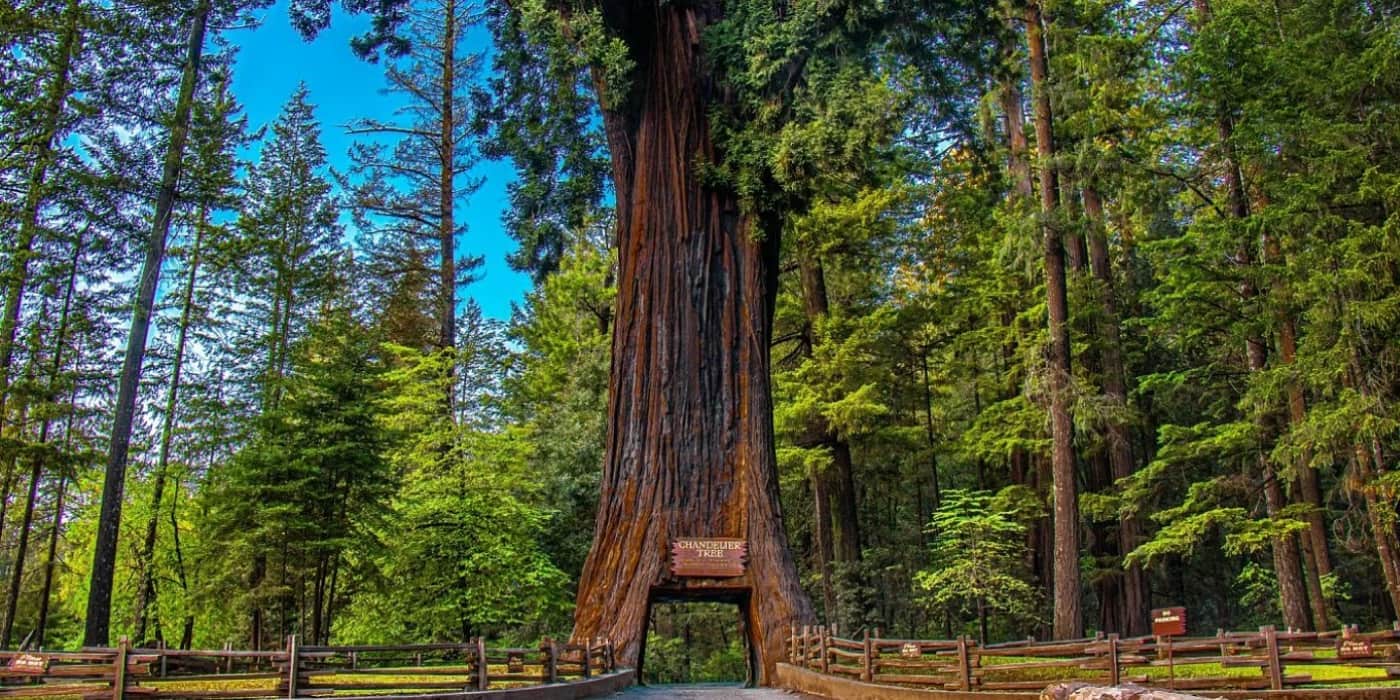Redwood National and State Parks, California