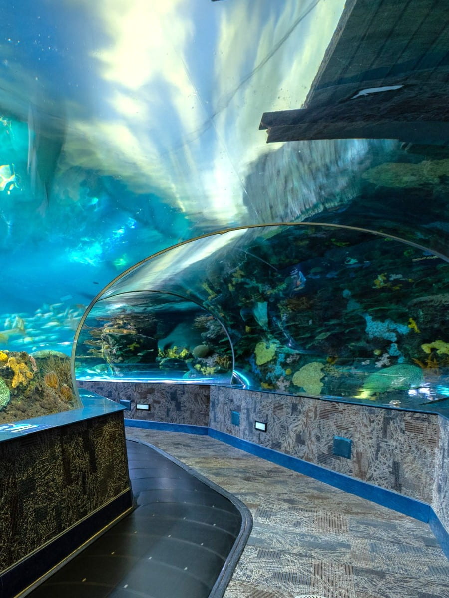 Inside of Ripley's Aquarium of the Smokies, Tennessee