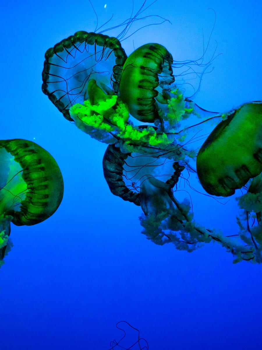 Inside of Ripley's Aquarium of the Smokies, Tennessee