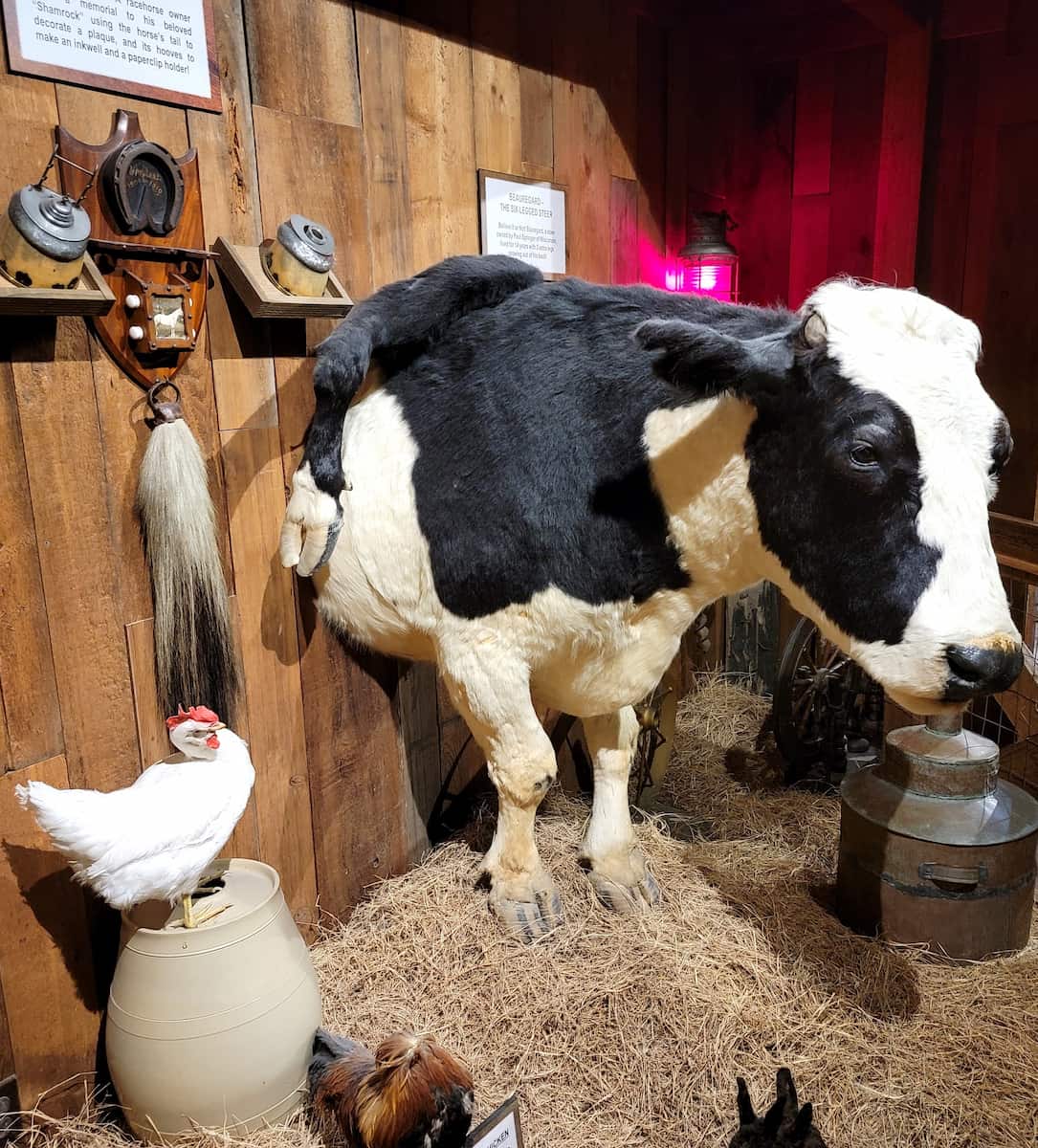 Ripley's Believe It or Not, St Augustine