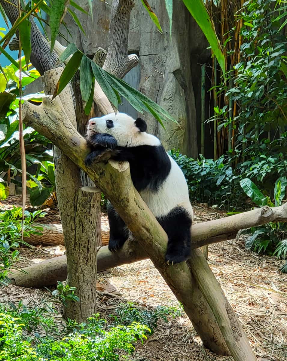River Wonders, Singapore