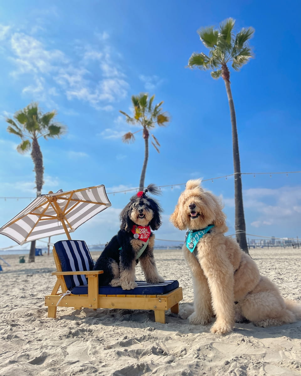 Rosie's Dog Beach, Long Beach