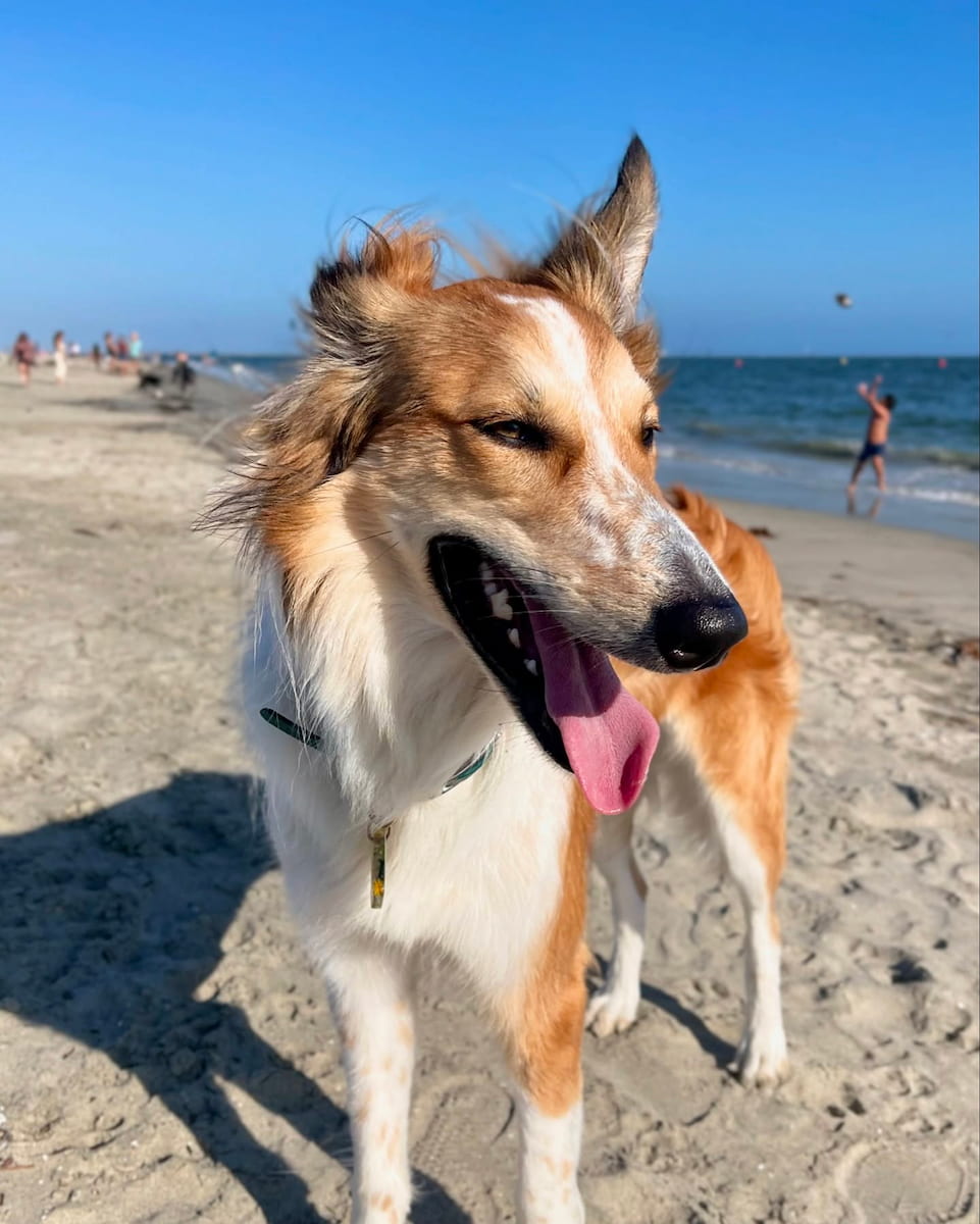 Rosie's Dog Beach, Long Beach