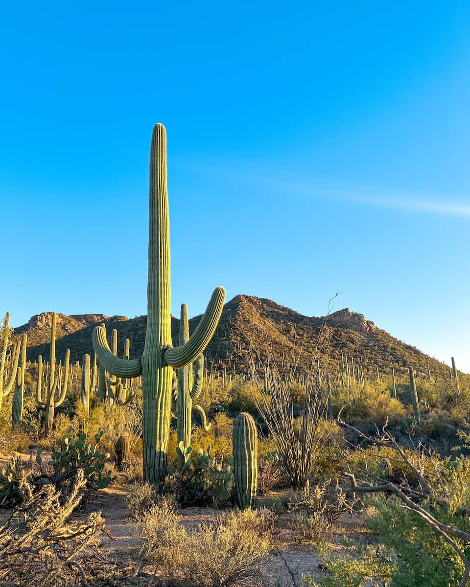Saguaro National Park, Arizona