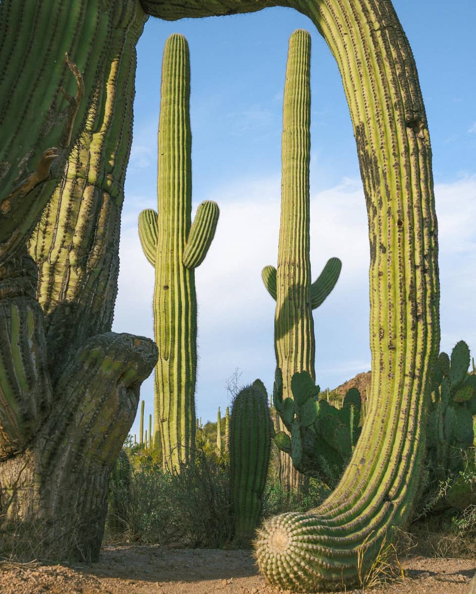 Saguaro National Park, Arizona