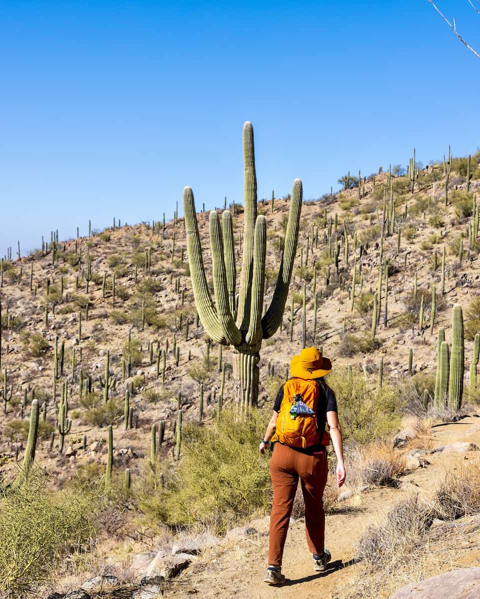 Saguaro National Park, Arizona
