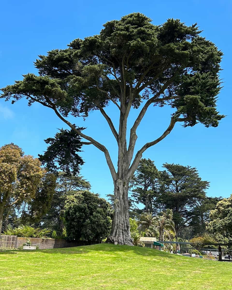 San Francisco Botanical Garden