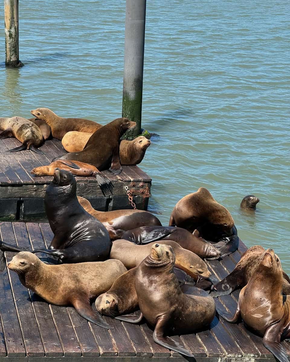 Sea Lions at Pier 39, San Francisco
