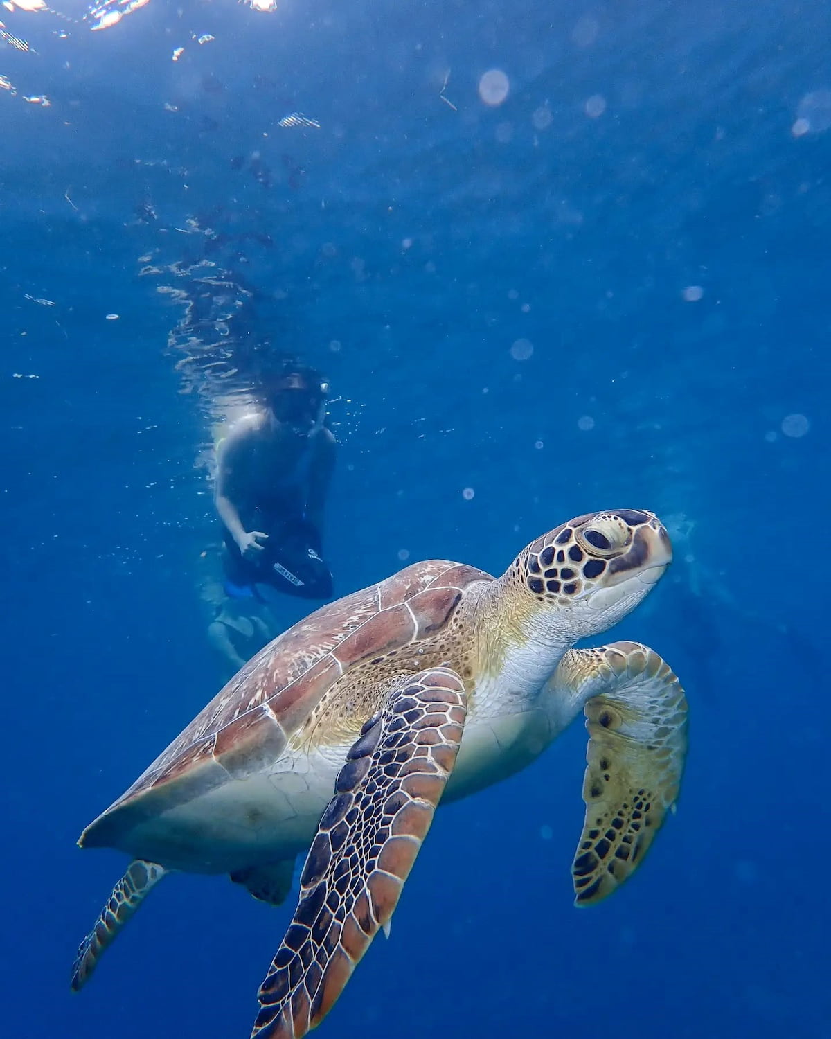 Sea Turtles Watching Puerto Rico