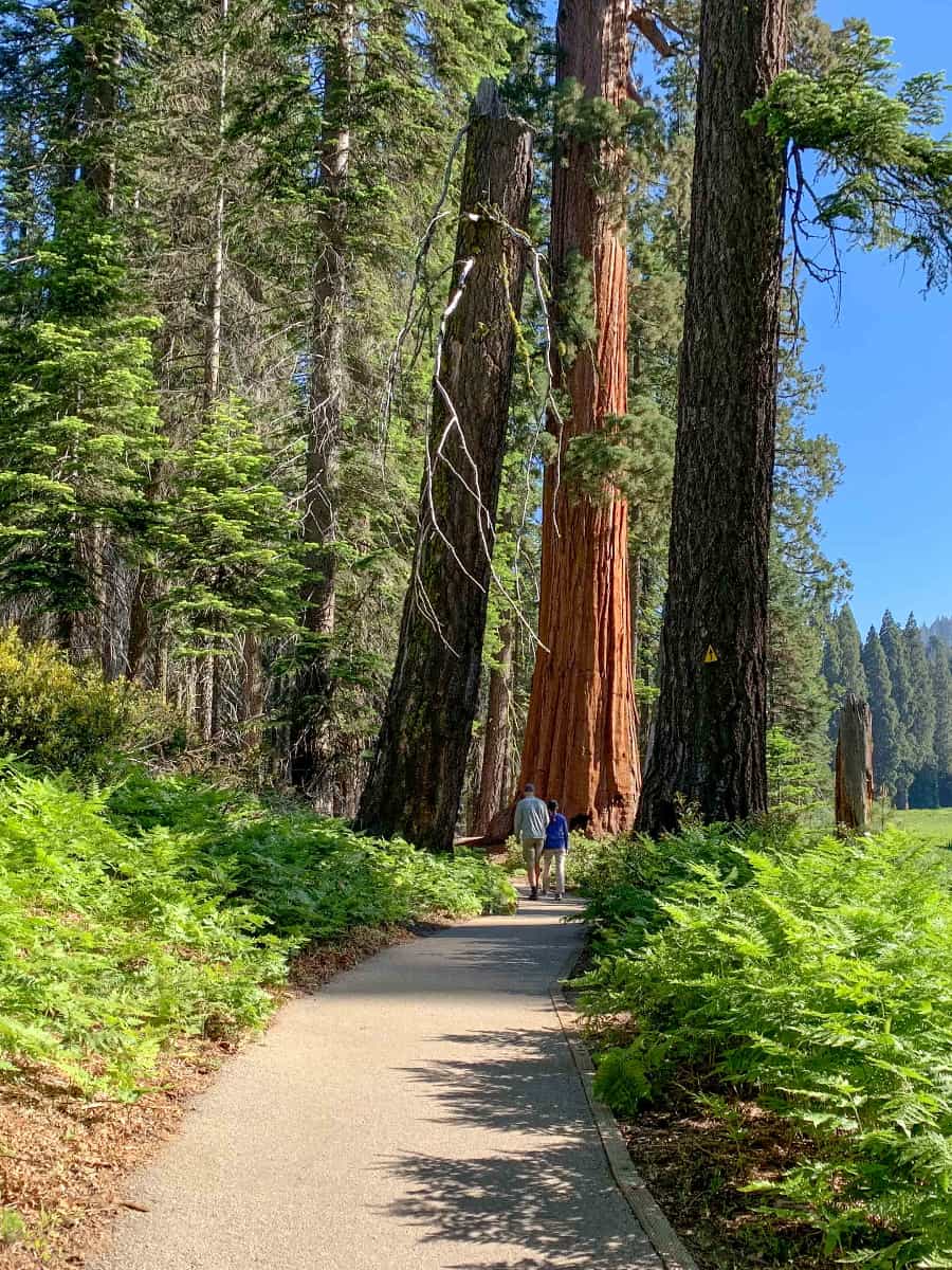 Sequoia National Park, California