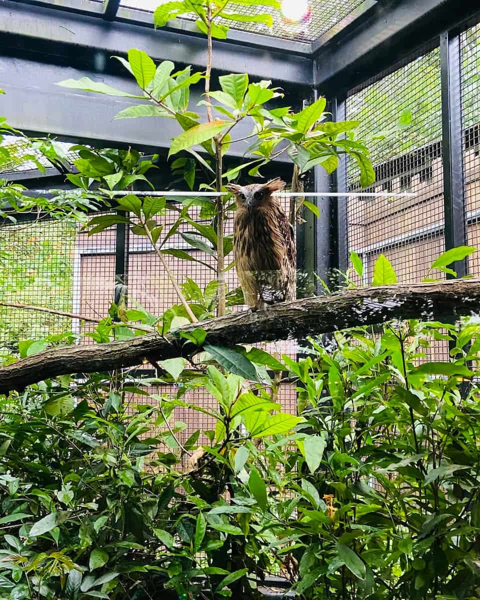 Singapore Night Safari