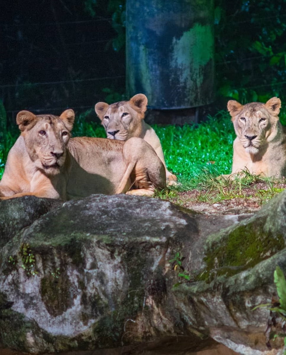 Singapore Night Safari