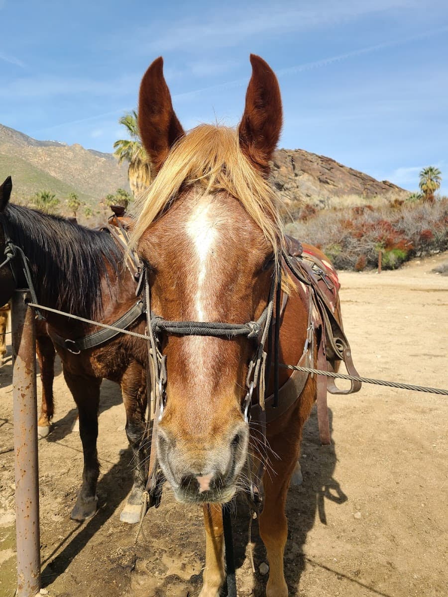 Smoke Tree Stables, Palm Springs