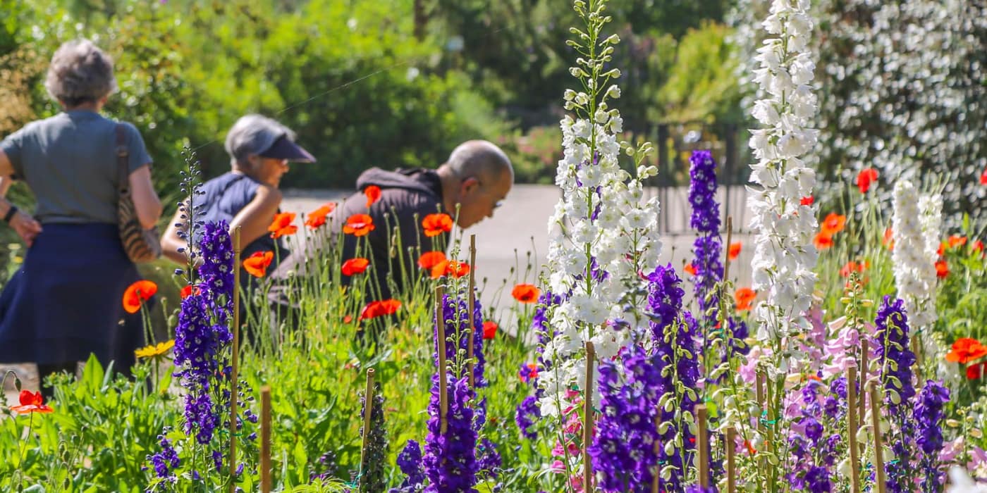 Spring Blooms Rose Garden, San Jose, US