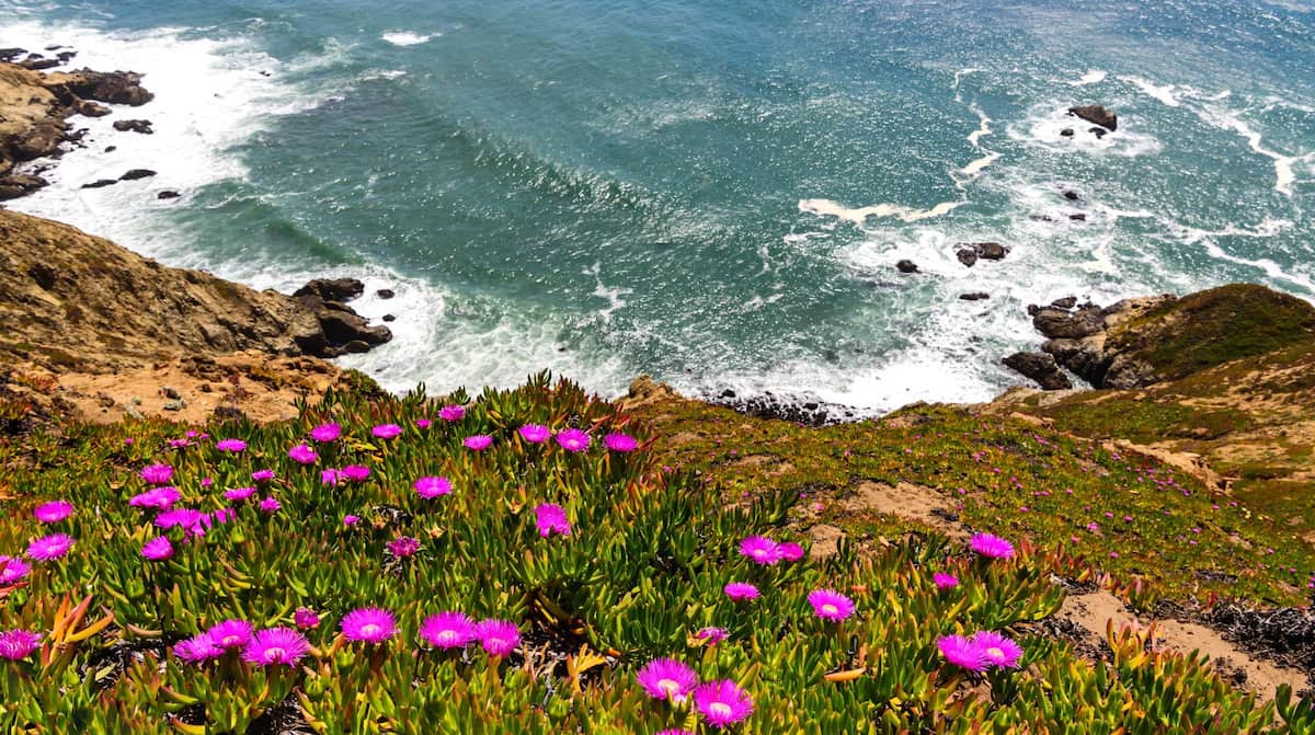 Spring Blooms Tropea