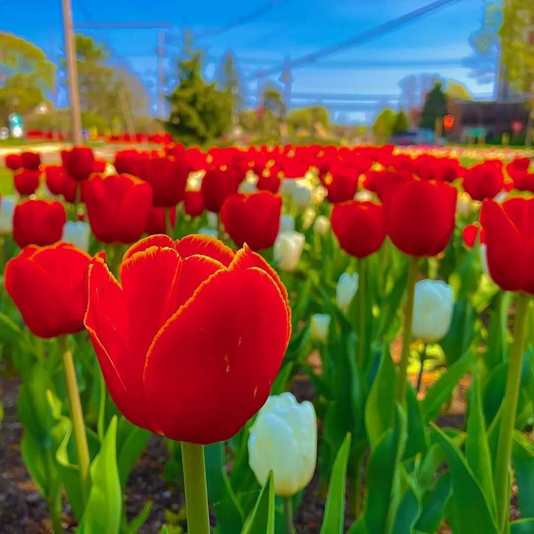 Spring Blooms in Parks, Portland Maine