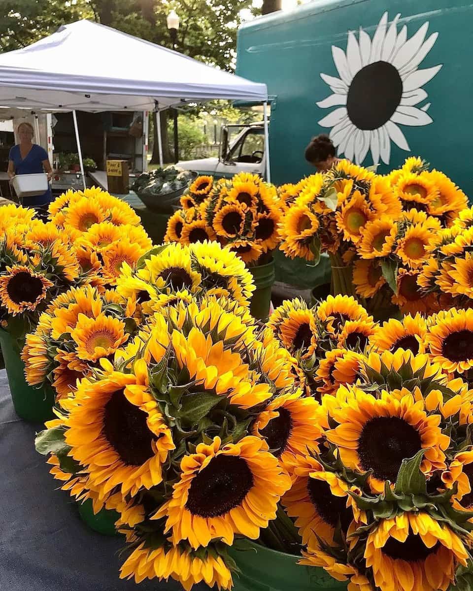 Spring Blooms in Parks, Portland Maine