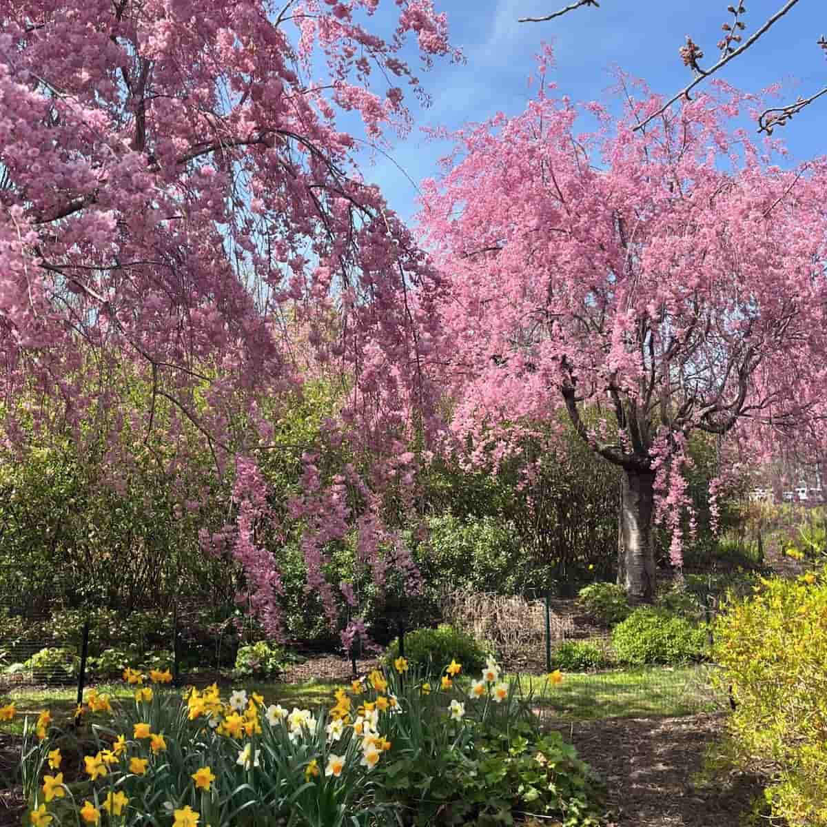Spring Blooms in Royal Parks
