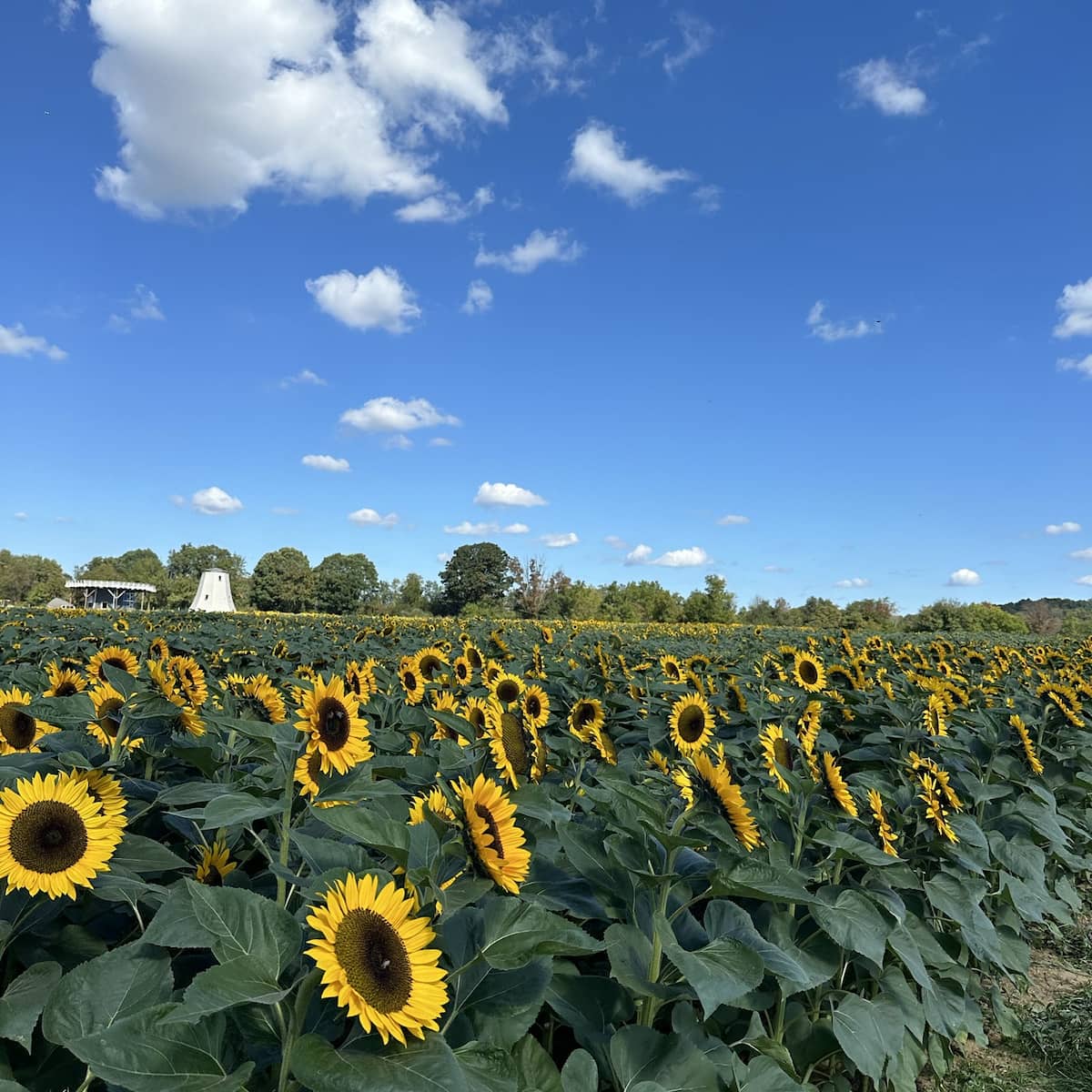 Spring Blooms in Royal Parks
