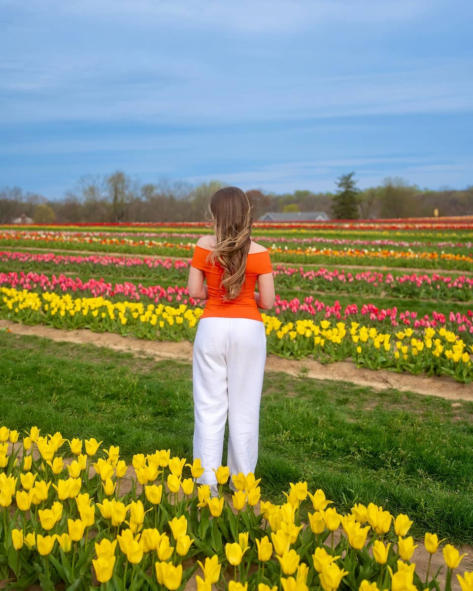 Spring Blooms in Royal Parks