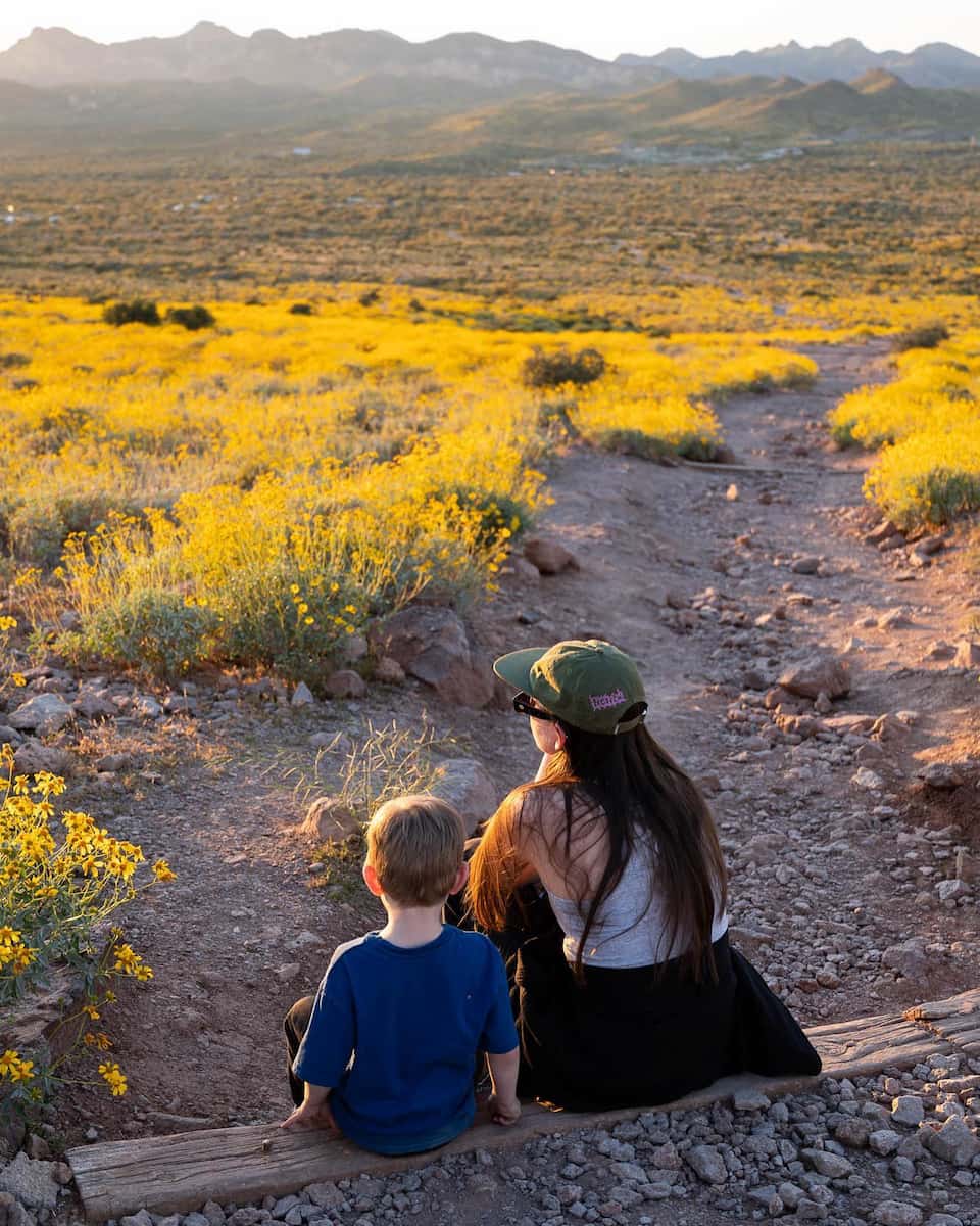 Spring blooms, Phoenix