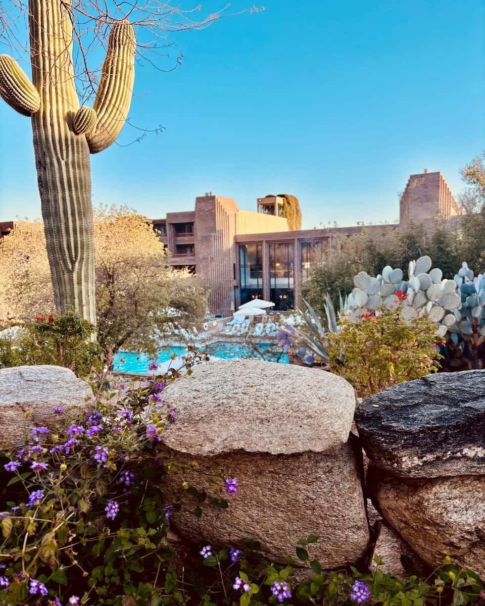 Spring blooms, Phoenix