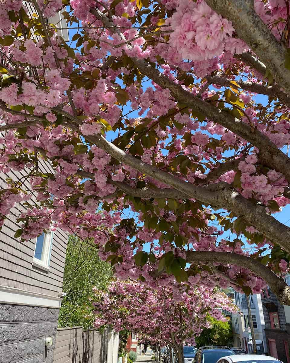 Spring blooms in San Francisco