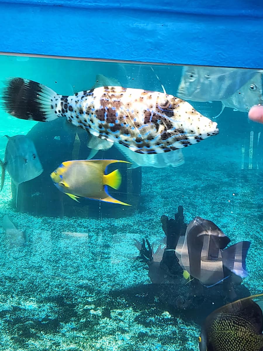 St Augustine Aquarium