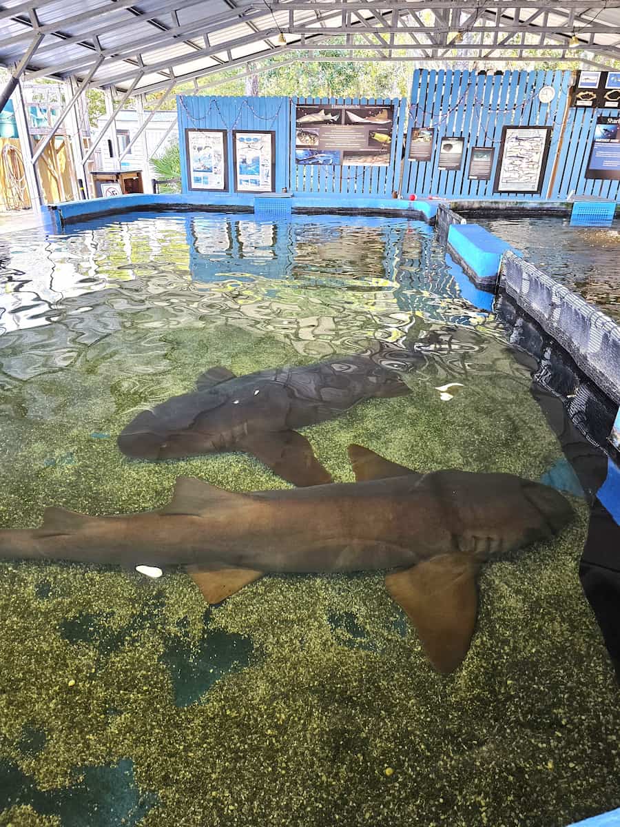 St Augustine Aquarium