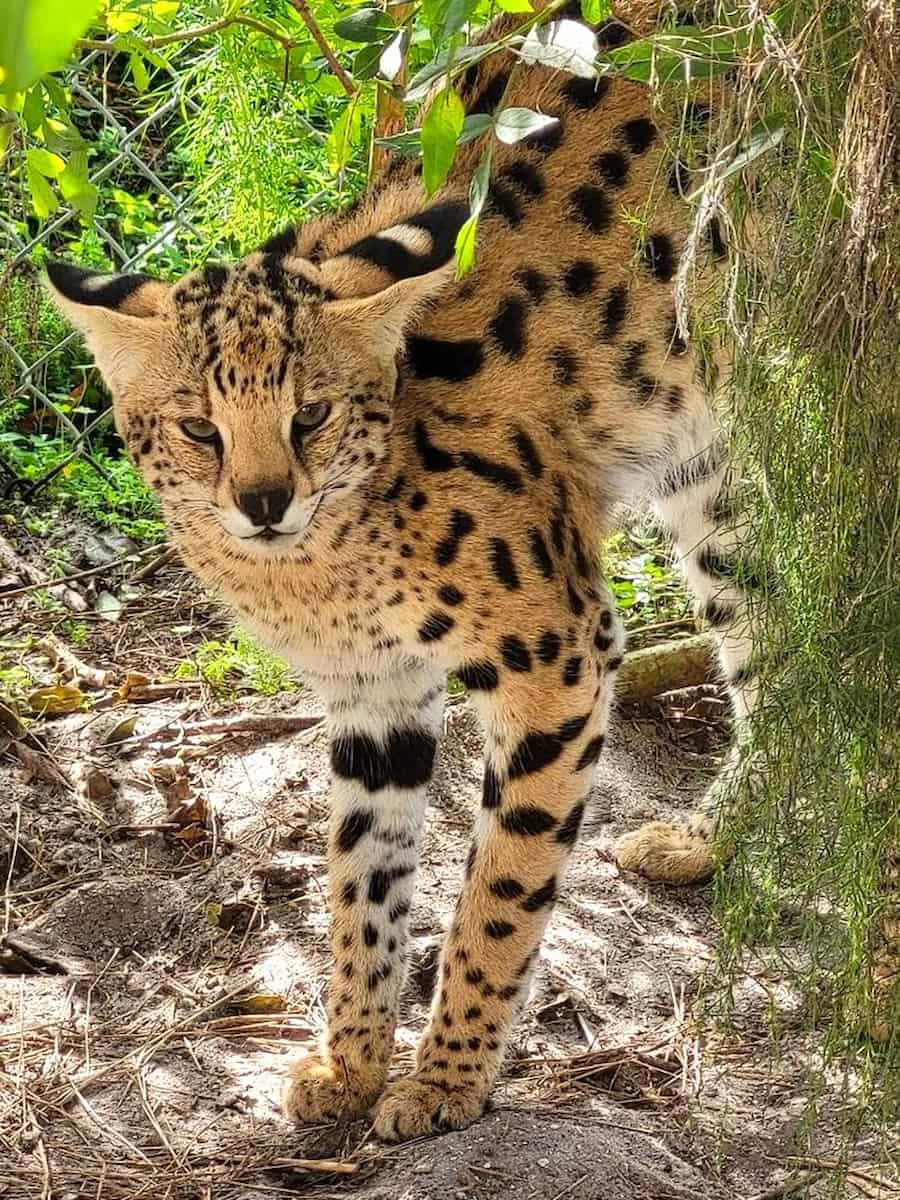 St Augustine Wild Reserve