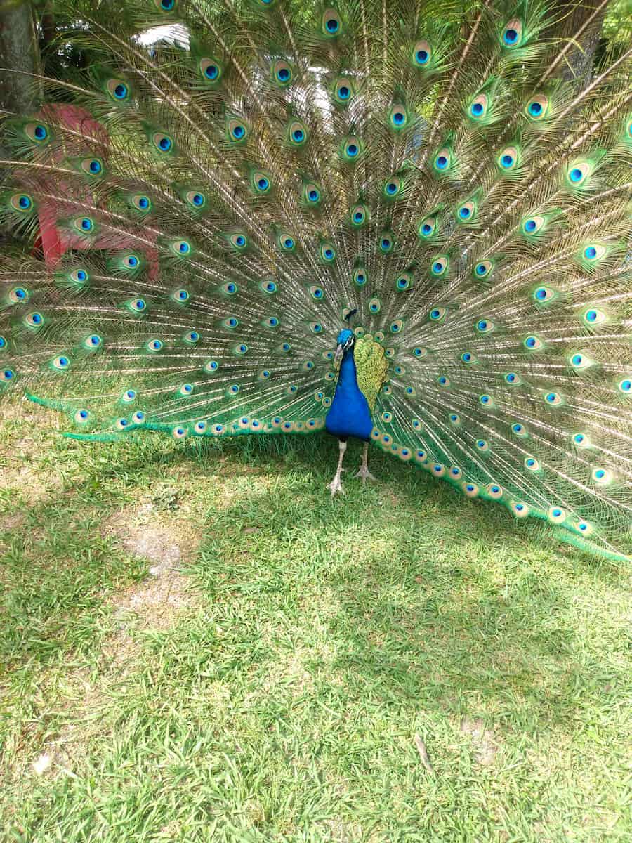 St Augustine Wild Reserve