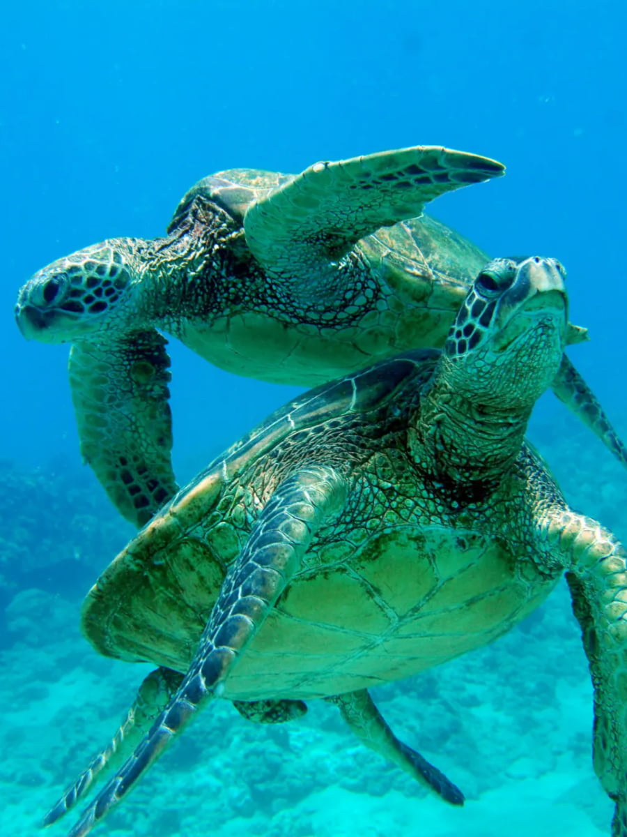 Swim with Sea Turtles, Oahu, Hawaii