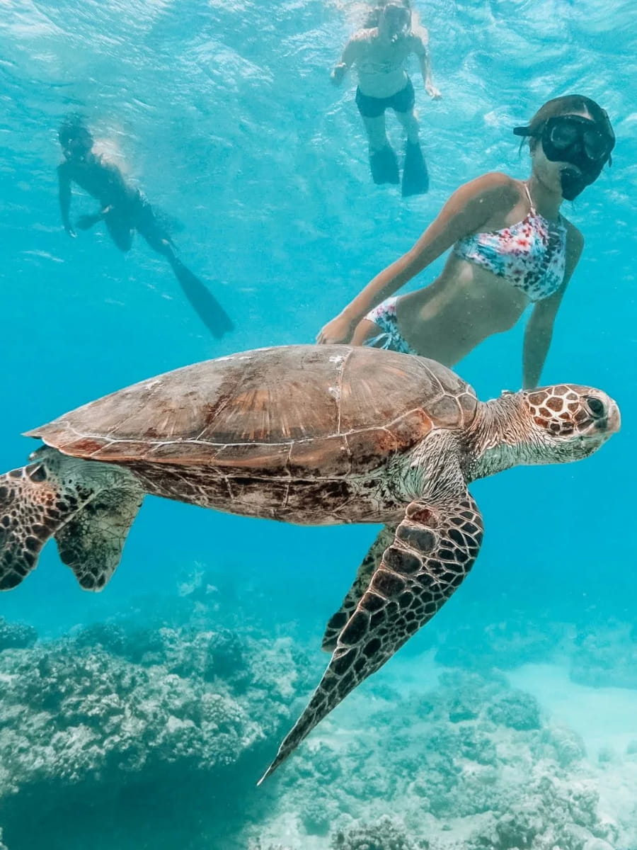 Swim with Sea Turtles, Oahu, Hawaii