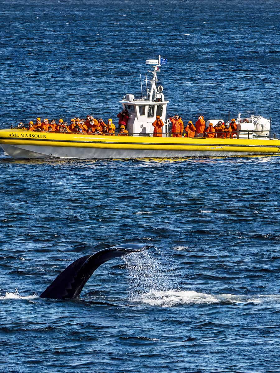 Tadoussac Whale Watching, Quebec City
