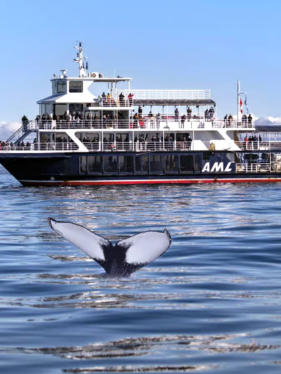Tadoussac Whale Watching, Quebec City