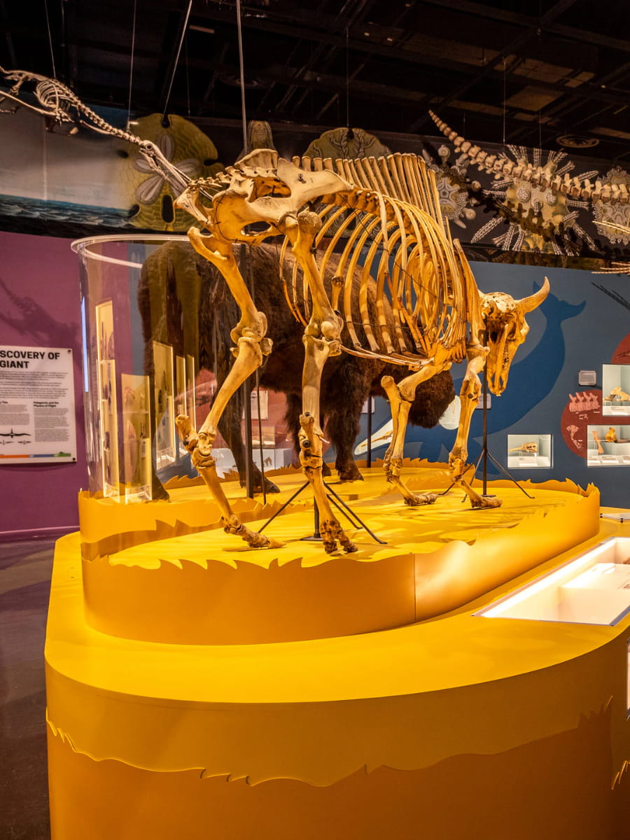 Inside of The Charleston Museum, Charleston