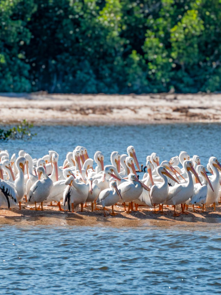 The Everglades, Florida