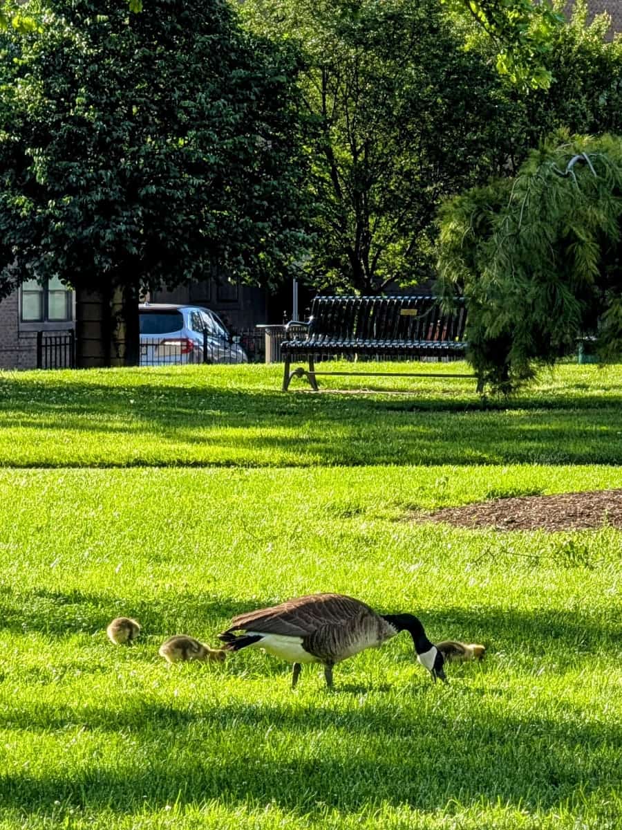 Topiary Park, Columbus, Ohio