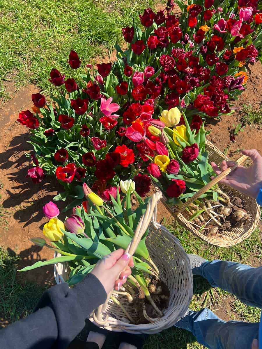 Tulip Festival Celebration, Oklahoma City