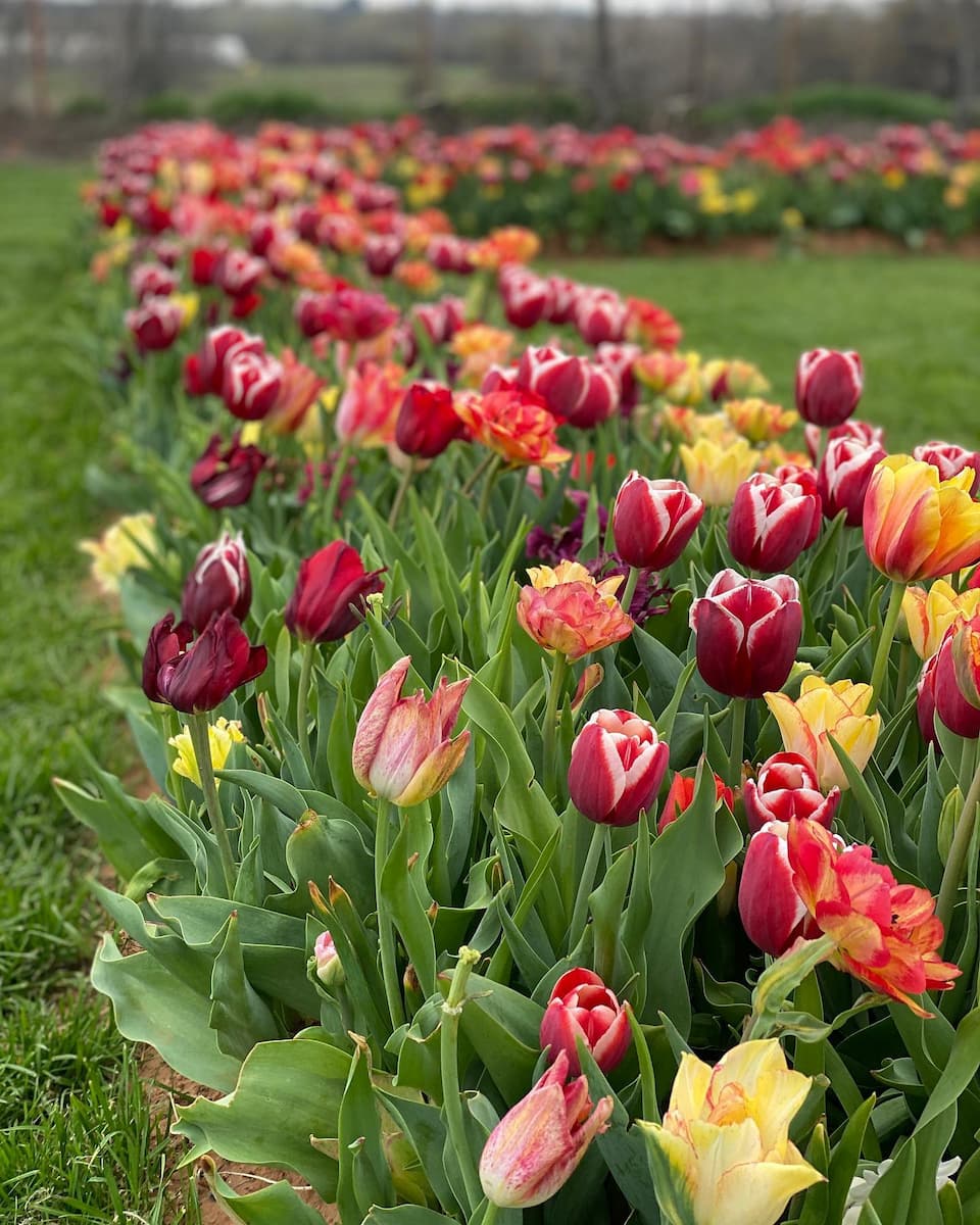 Tulip Festival Celebration, Oklahoma City
