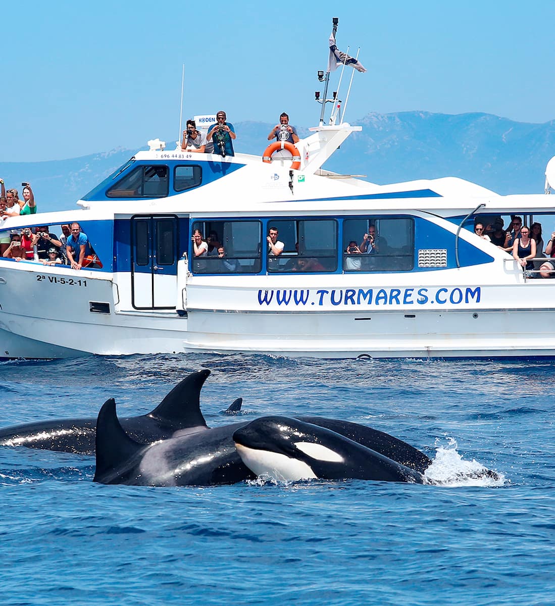 Turmares Dolphin Tarifa
