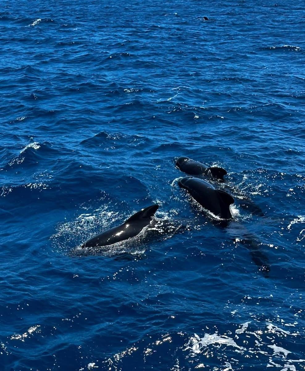 Turmares Dolphin Tarifa