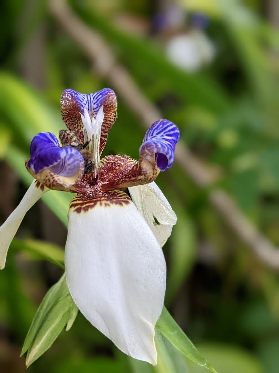 Wahiawa Botanical Garden, Hawaii