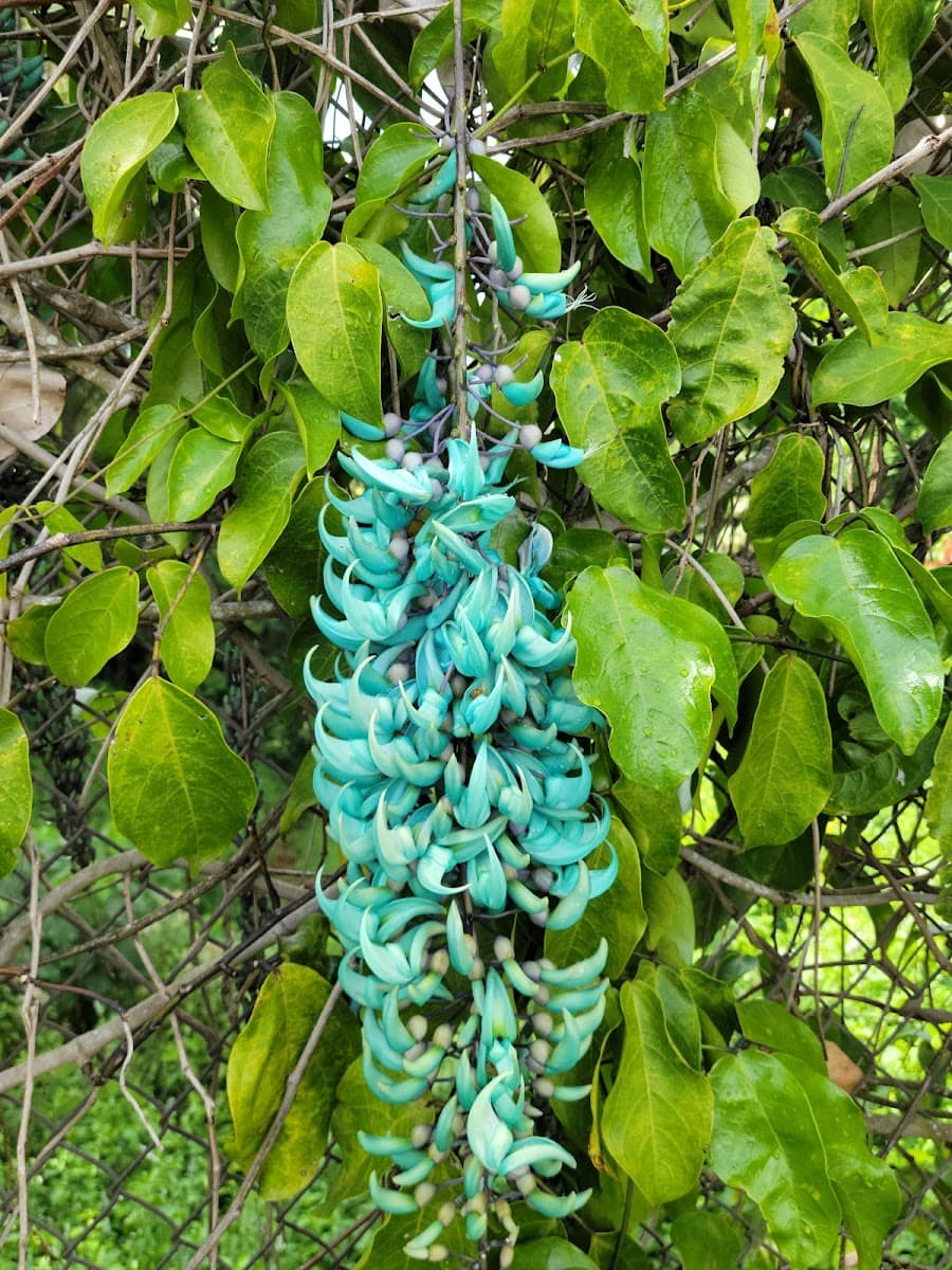 Wahiawa Botanical Garden, Hawaii