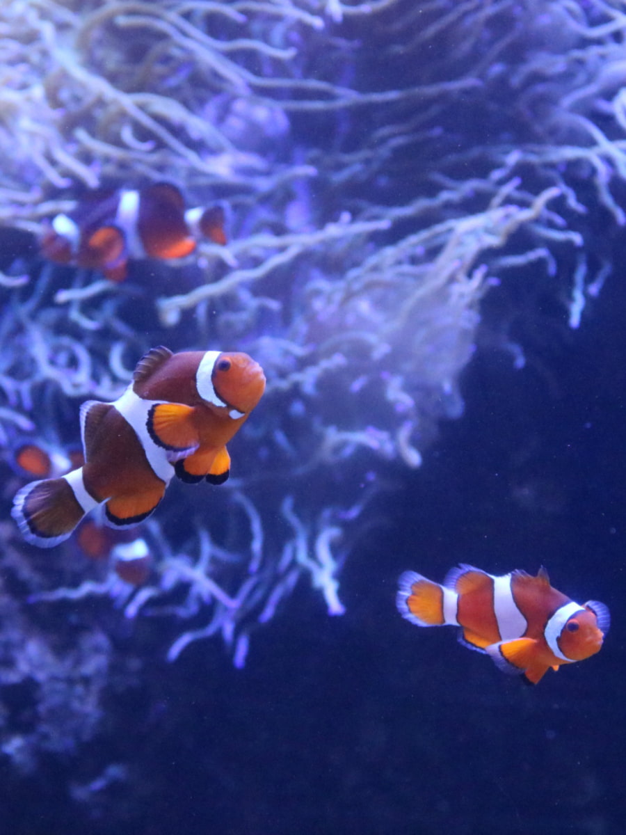 Waikiki Aquarium, Hawaii