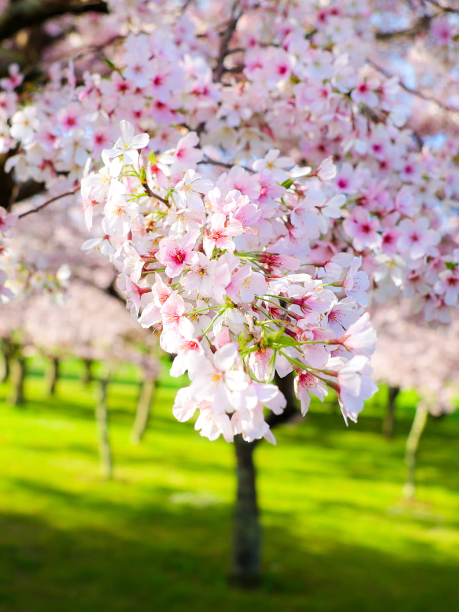 Waterfront Park, Portland