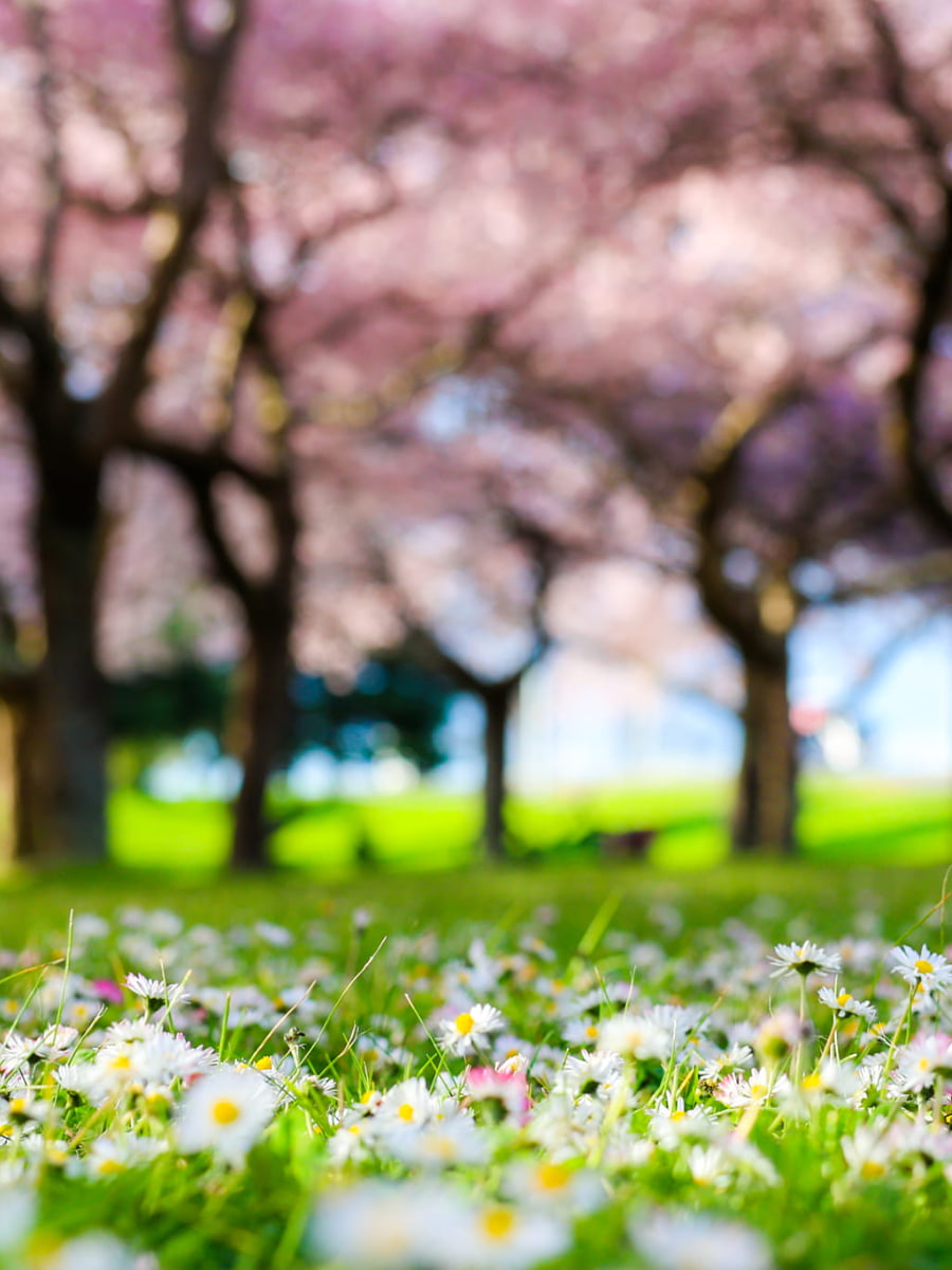Waterfront Park, Portland