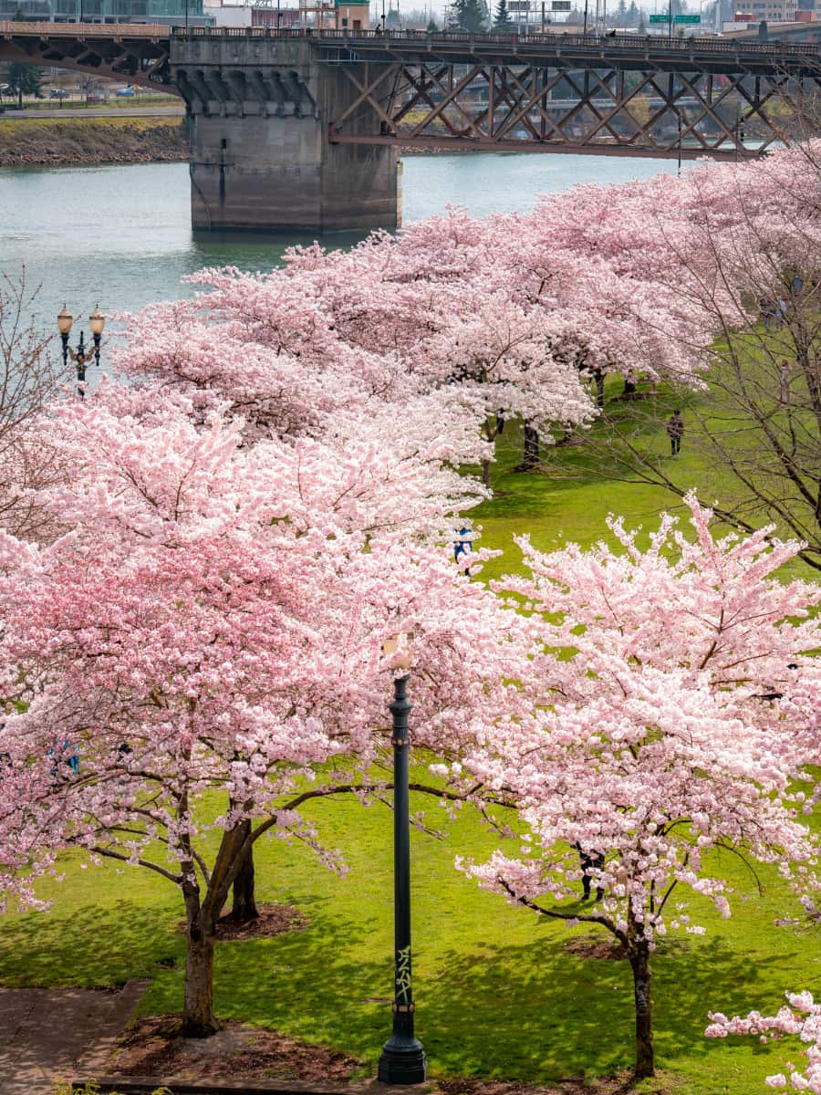 Waterfront Park, Portland